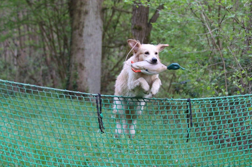Saut