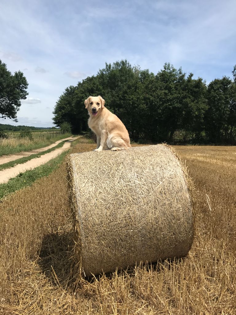 Liska