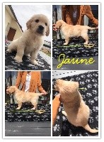 Monsieur Jaune