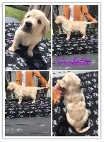 CHIOT