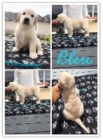Monsieur Bleu 