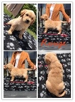 CHIOT