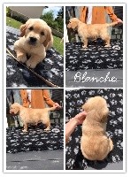 CHIOT